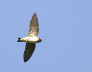 Cliff Swallow